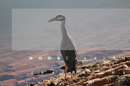 神州租車(chē)支付寶逾期 神州租車(chē)多長(zhǎng)時(shí)間解除支付寶