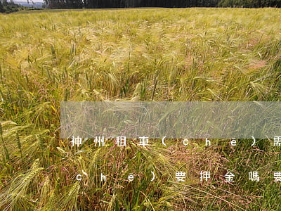 神州租車(chē)需要押金嗎(神州租車(chē)要押金嗎要多少錢(qián))