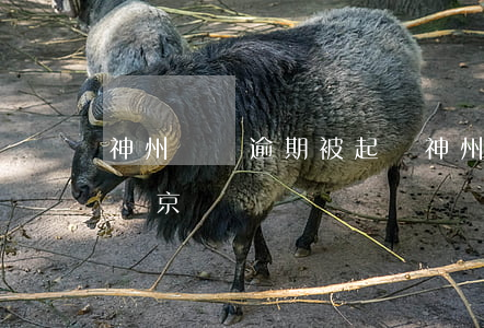 神州買賣逾期被起訴 神州數(shù)碼起訴京東