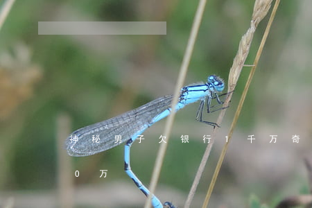 神秘男子欠银行1千万(奇葩小伙欠下1000万)