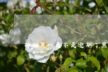 神秘黑貓是不是逾期了(黑貓逾期賬單)