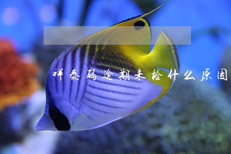 祥泰码逾期未检什么原因