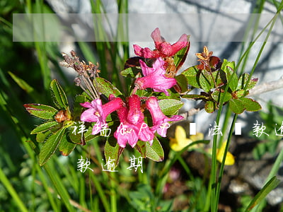祥瑞APP無法還款逾期(祥瑞app無法還款逾期)