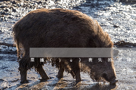 票據(jù)喪失的法律后果是如何的