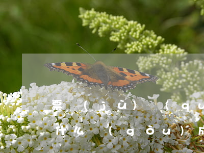票據(jù)權(quán)利善意取得有什么構(gòu)成要件