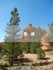 票據(jù)行為有哪幾種