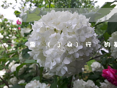 票據(jù)行為的基本特征是什么