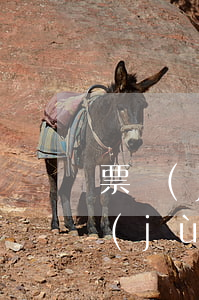 票據(jù)逾期提示付款的追索（逾期票據(jù)追索通知）