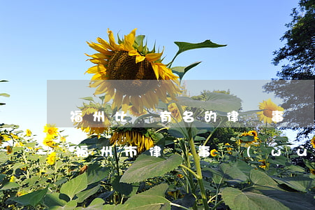 福州比較有名的律師事務(wù)所是哪家(福州市律師事務(wù)所排名)