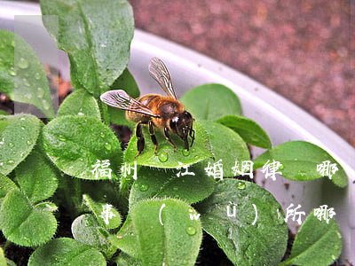 福州臺江婚姻律師哪個(gè)好(臺州律師事務(wù)所哪個(gè)好)