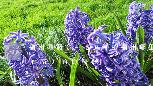 福州頭發(fā)種植(福州哪里治療頭發(fā)的比較好)