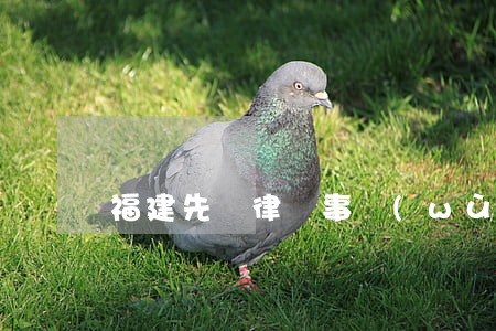 福建先問律師事務(wù)所(福建廈門律師)