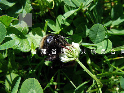 福建省连江县债务合同律师事务所