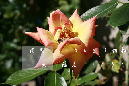 福建農(nóng)信扣款后不足可以逾期幾天-福建農(nóng)信扣款后不足可以逾期幾天嗎