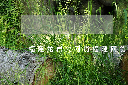 福建龙岩欠网贷(福建网贷村不还)