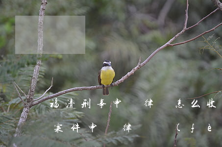 福清刑事申訴律師怎么收費(fèi)(刑事案件申訴律師費(fèi)用)