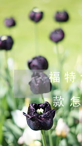 福特金融逾期要多少利息-福特金融忘記還款怎么辦