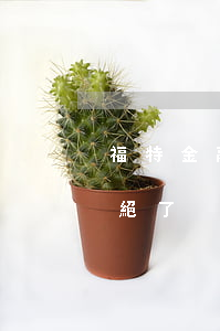 福特金融還款逾期1天(福特金融貸6萬被拒絕了)