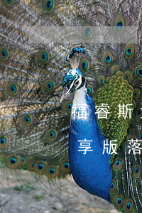 福睿斯免息分期-福睿斯自動質(zhì)享版落地多少錢