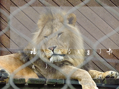 福農(nóng)卡貸款逾期轉(zhuǎn)貸