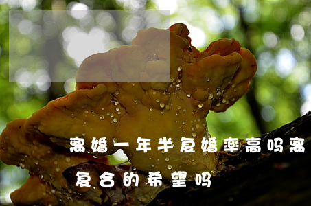 离婚一年半复婚率高吗(离婚一年半了!还有复合的希望吗)