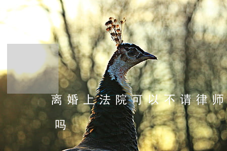离婚上法院可以不请律师吗(离婚不请律师行吗)