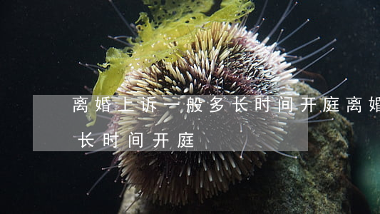 离婚上诉一般多长时间开庭(离婚案子上诉多长时间开庭)