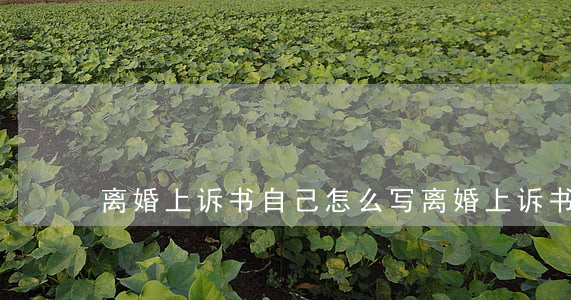 离婚上诉书自己怎么写(离婚上诉书怎样写呢)