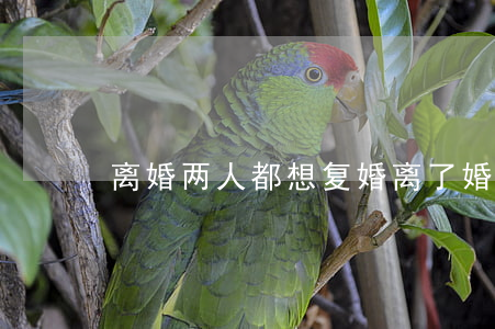 离婚两人都想复婚(离了婚,再复婚好吗)