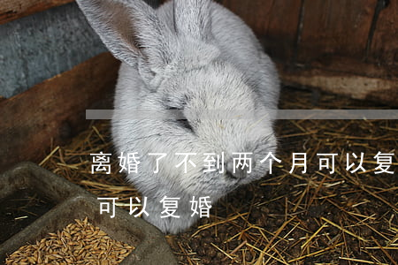 离婚了不到两个月可以复婚吗(离婚几个月后可以复婚)