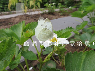离婚了彩礼还需给男方吗