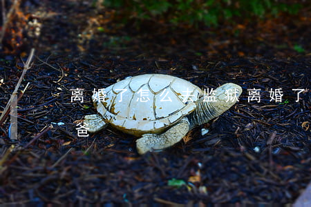 离婚了怎么去监狱(离婚了怎么去监狱看孩子爸)