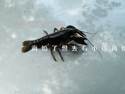 离婚了想去看小孩(离婚看孩子)