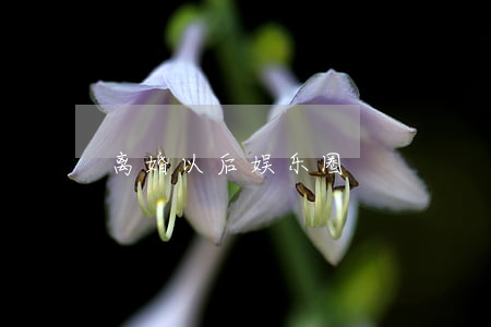 离婚以后娱乐圈