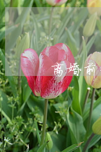 离婚前一方私自转移财产怎么办