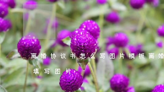 离婚协议书怎么写图片 模板(离婚协议书怎么填写图片)