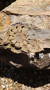 离婚协议在哪里写