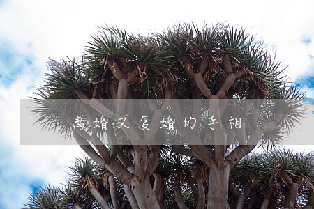 离婚又复婚的手相