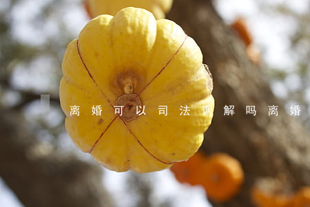 离婚可以司法调解吗(离婚案件可以调解吗)
