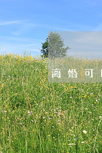 离婚可以缺席审判吗