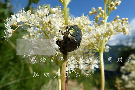 离婚后不同居算共同财产吗(离婚后同居在一起财产怎么分)