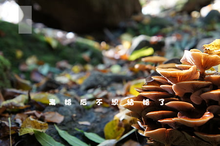 离婚后不想结婚了