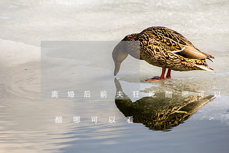 离婚后前夫狂吃醋哪可以看(离婚后前夫狂吃醋哪可以看)