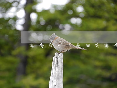 离婚后 可以挽回吗(离婚后悔怎么挽回)