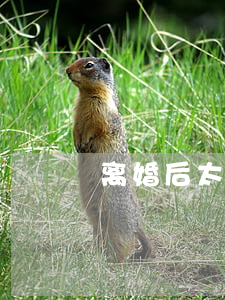 离婚后太痛苦怎么办