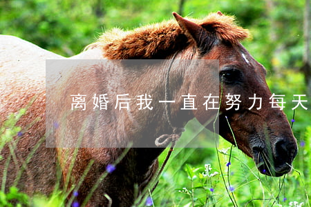 离婚后我一直在努力(每天都在努力离婚)