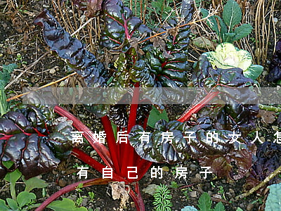 离婚后有房子的女人怎么过(离婚的女人必须有自己的房子)