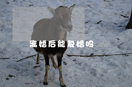 离婚后能复婚吗