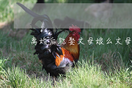 离婚后能娶丈母娘么(丈母娘劝离婚)