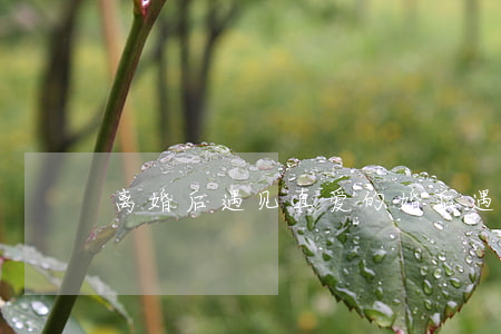 离婚后遇见真爱的(婚后遇到真爱我离婚了)